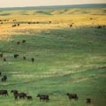 The Importance of Sustainable Ranching Practices in Montana