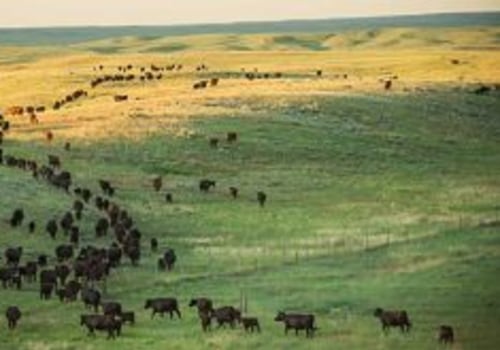 The Importance of Sustainable Ranching Practices in Montana